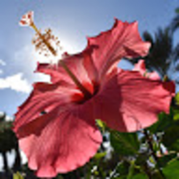 Meet your Posher, Capri - Picture 1 of 1